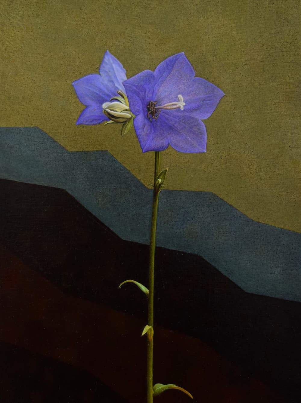 Campanula in Naast