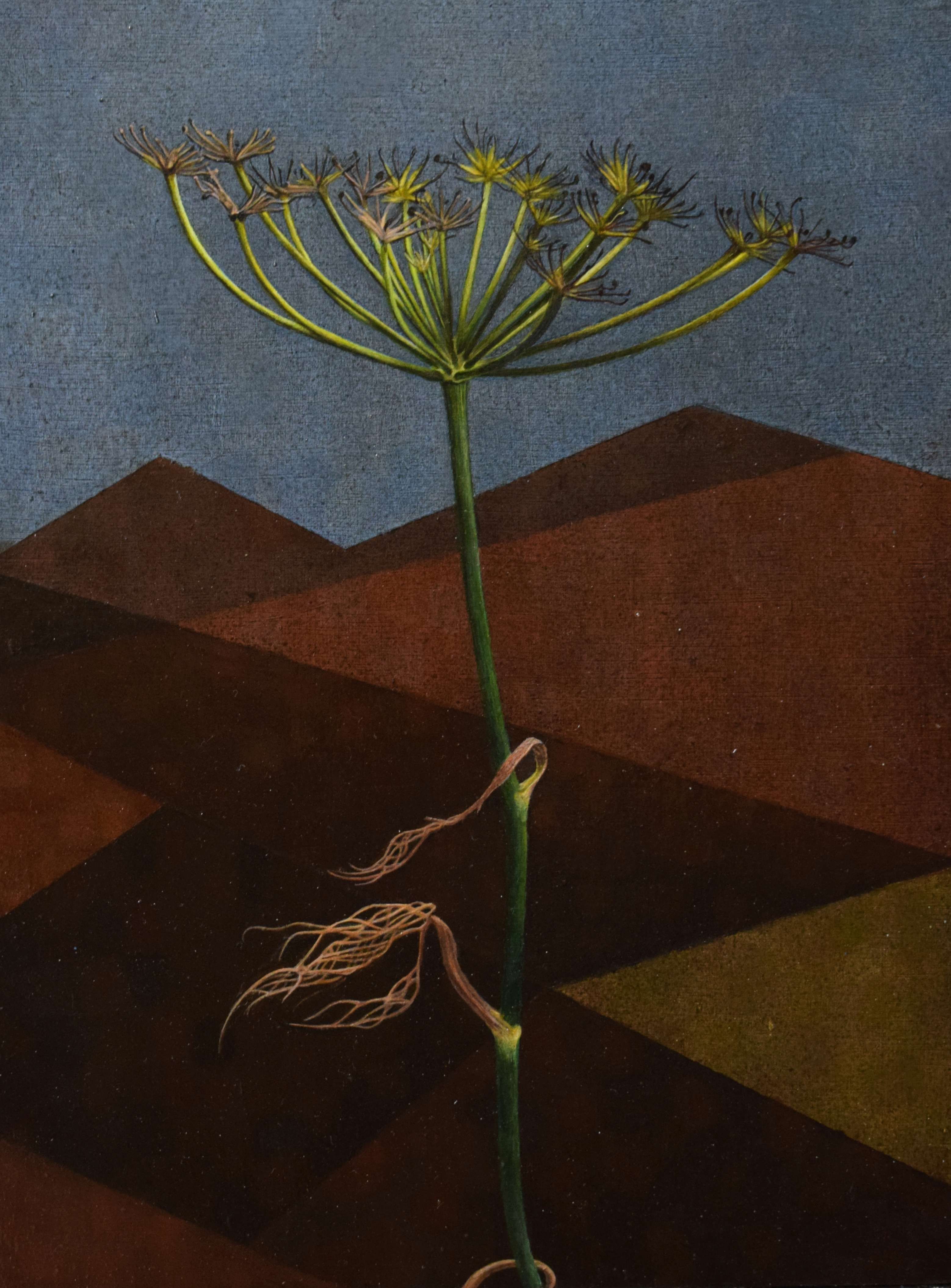 A fennel plant with hills in the background
